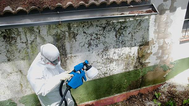 Top rated local Mold Remediation specialists in Ashland, IL